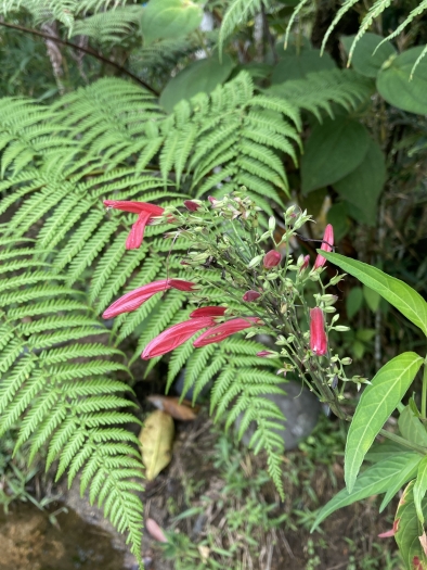 Justicia tinctoriella image