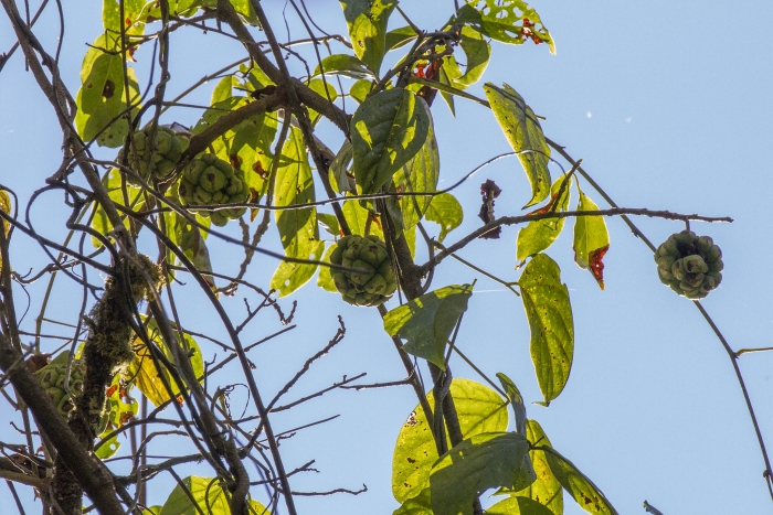 Kadsura heteroclita image