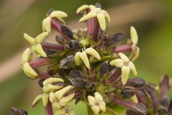 Kadua affinis image