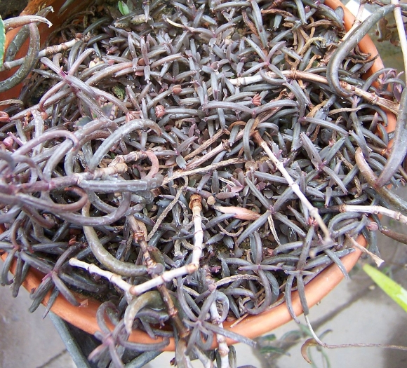 Kalanchoe beauverdii image
