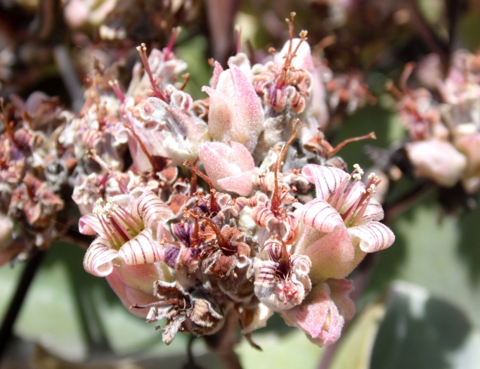 Kalanchoe beharensis image