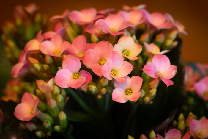 Kalanchoe blossfeldiana image