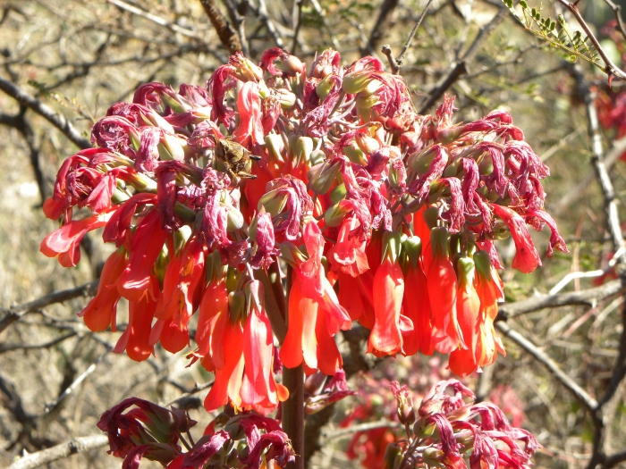 Kalanchoe delagoensis image