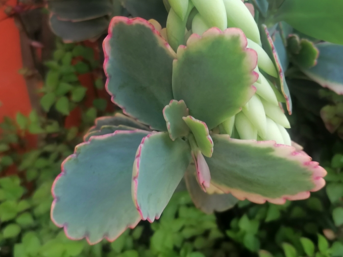 Kalanchoe fedtschenkoi image