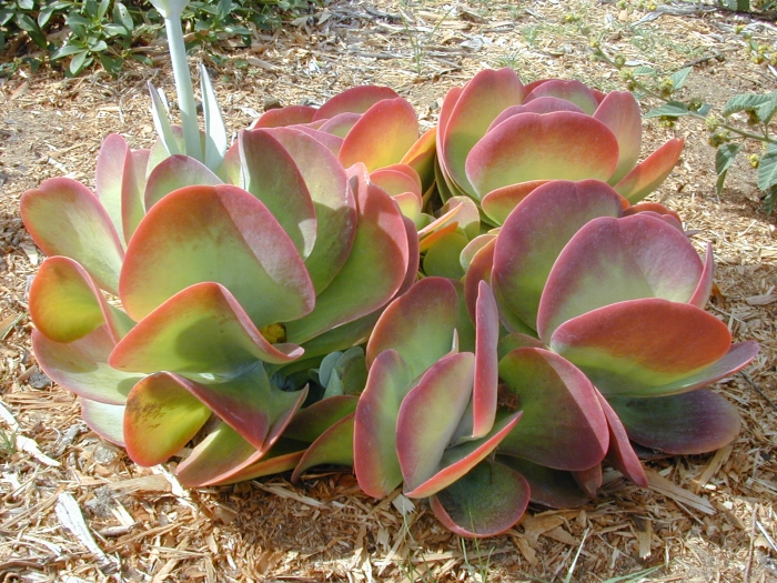 Kalanchoe luciae subsp. luciae image
