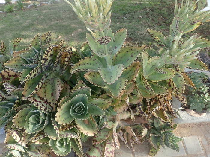 Kalanchoe marmorata image