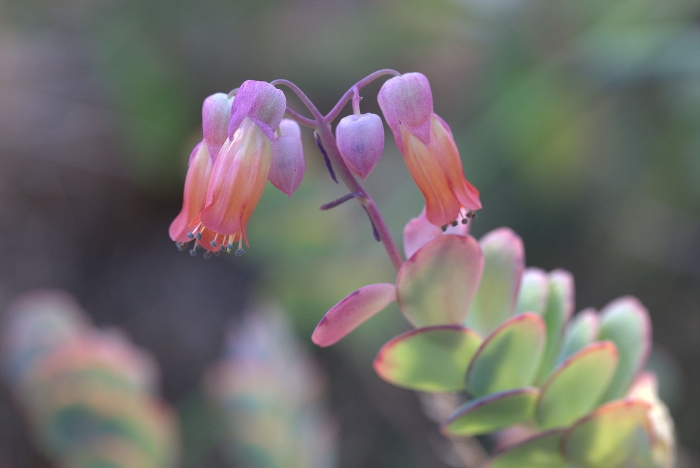 Kalanchoe marnieriana image