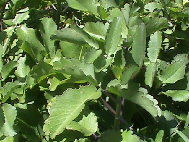 Kalanchoe pinnata image