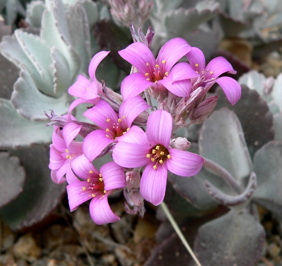 Kalanchoe pumila image
