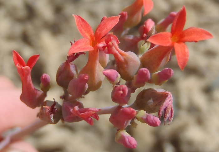 Kalanchoe rotundifolia image