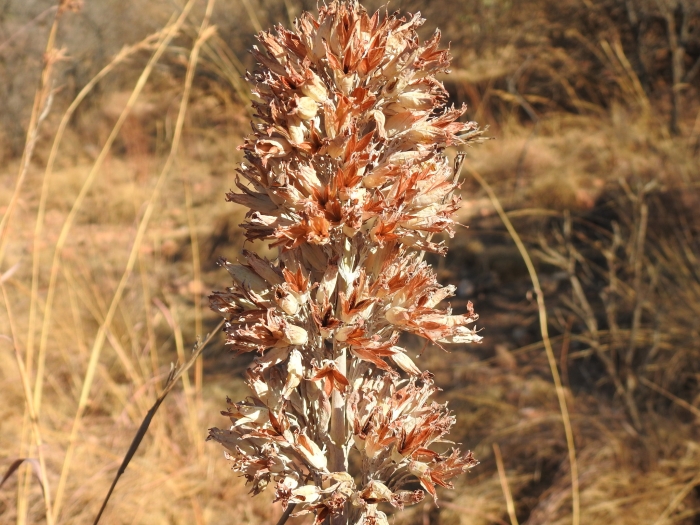 Kalanchoe thyrsiflora image