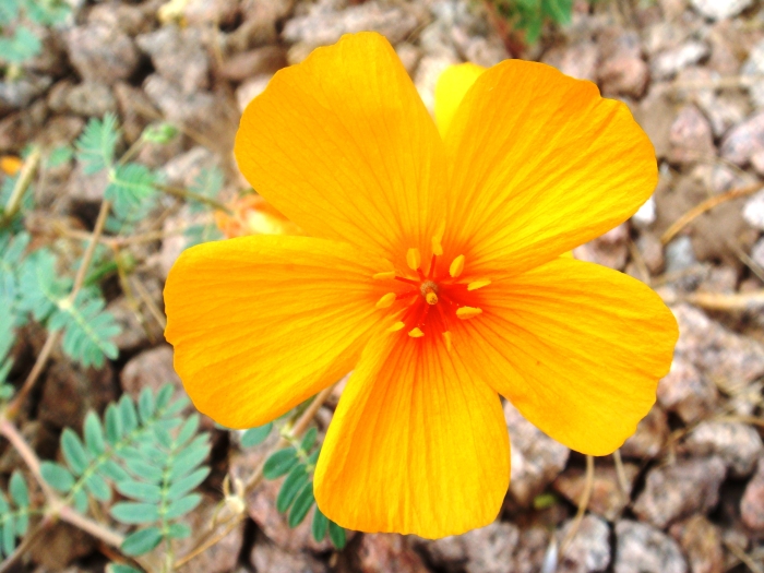 Kallstroemia grandiflora image