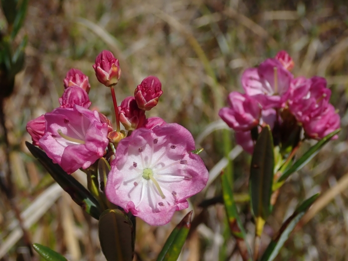 Kalmia microphylla image