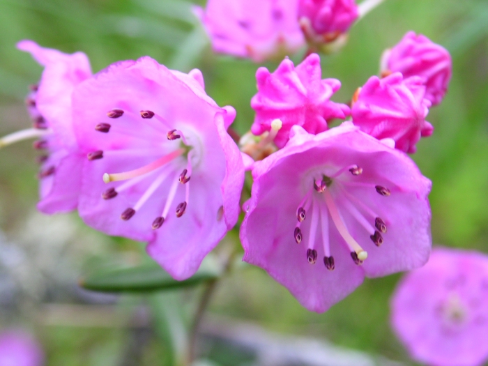 Kalmia polifolia image