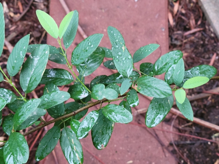 Karwinskia humboldtiana image