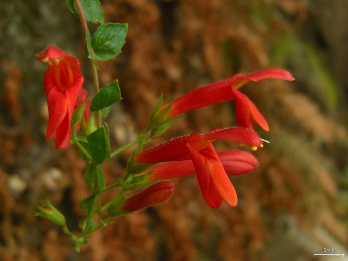 Keckiella cordifolia image