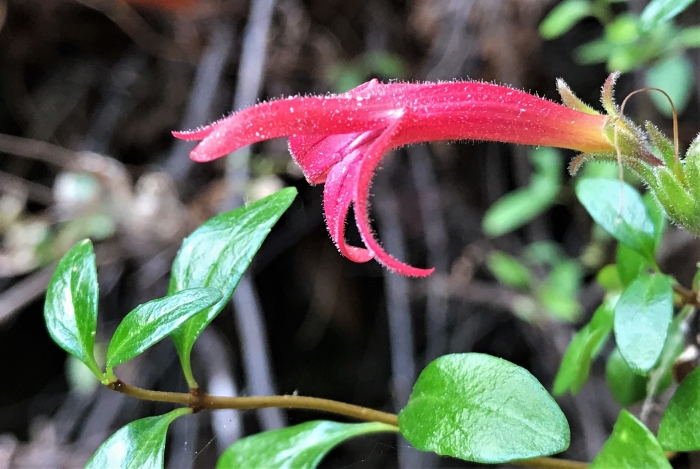 Keckiella corymbosa image