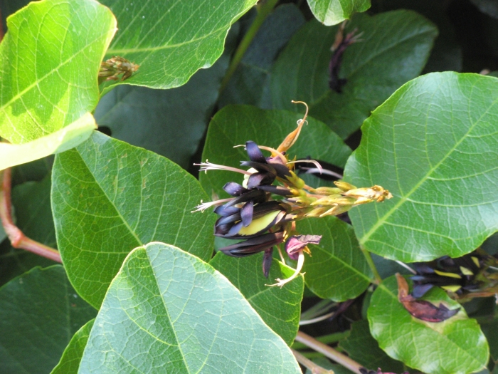 Kennedia nigricans image
