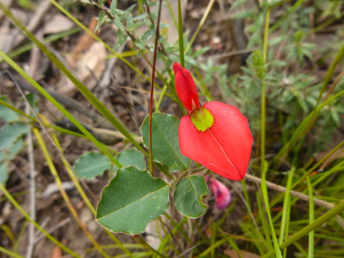 Kennedia prostrata image
