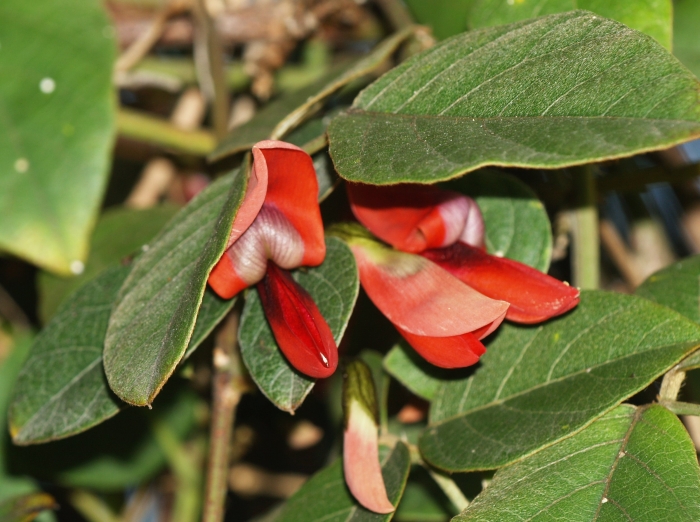 Kennedia rubicunda image