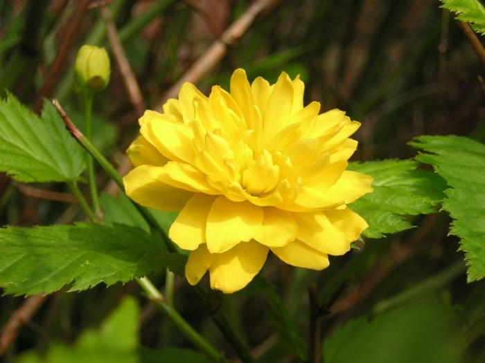 Kerria japonica image