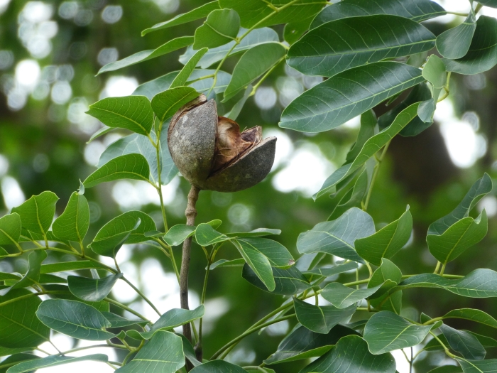 Khaya senegalensis image