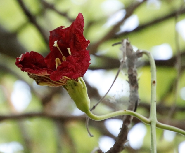 Kigelia africana image