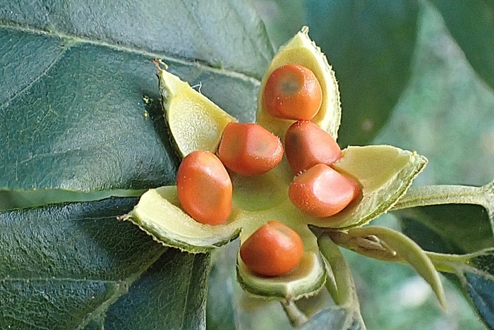 Kiggelaria africana image