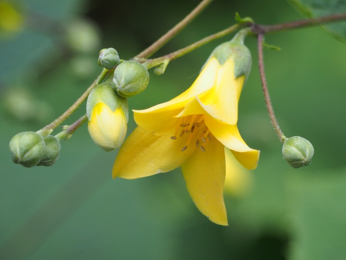 Kirengeshoma palmata image