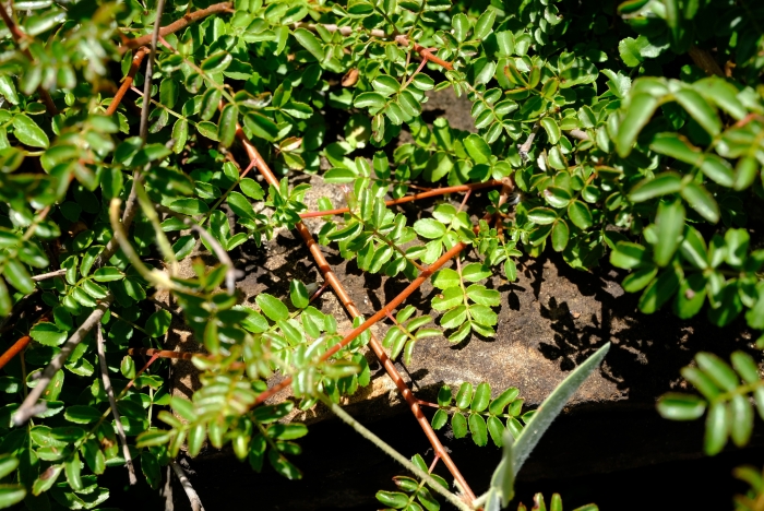 Kirkia wilmsii image