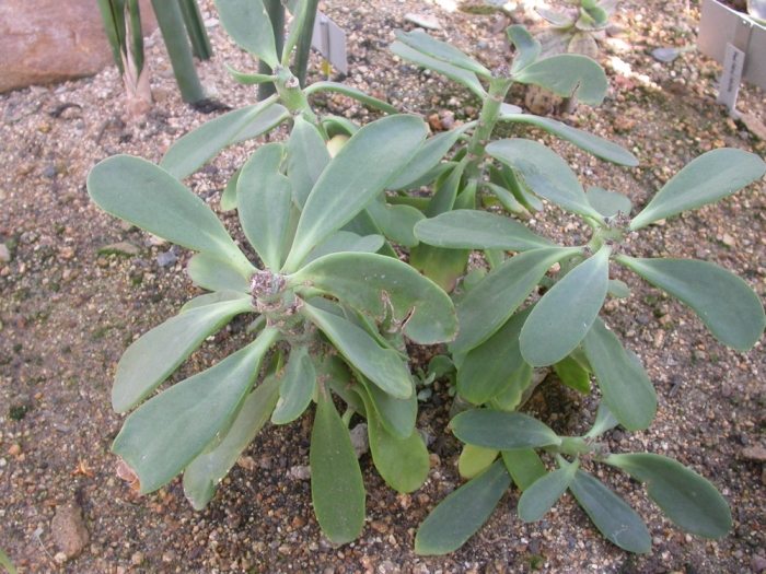 Kleinia amaniensis image