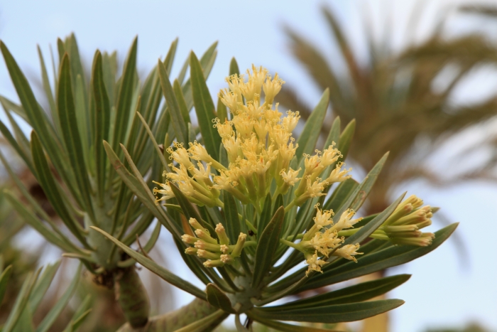 Kleinia neriifolia image