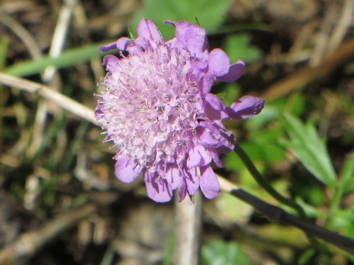 Knautia arvensis image