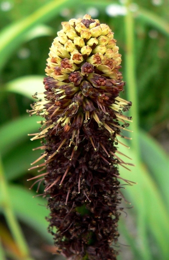 Kniphofia brachystachya image
