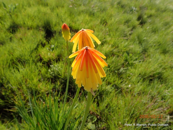 Kniphofia porphyrantha image