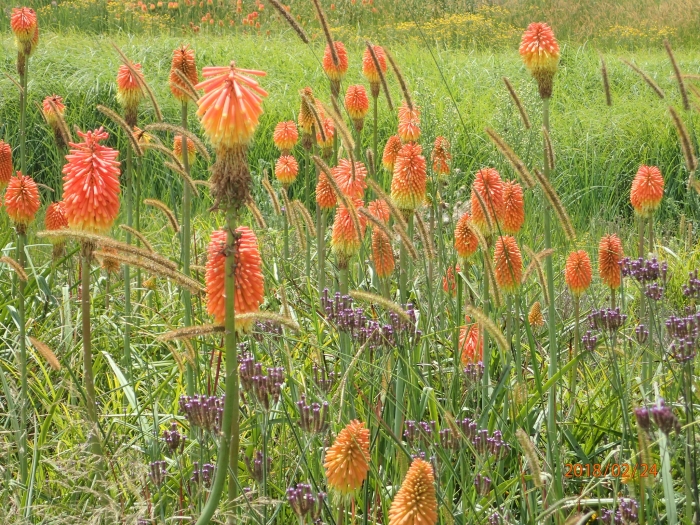 Kniphofia tysonii image