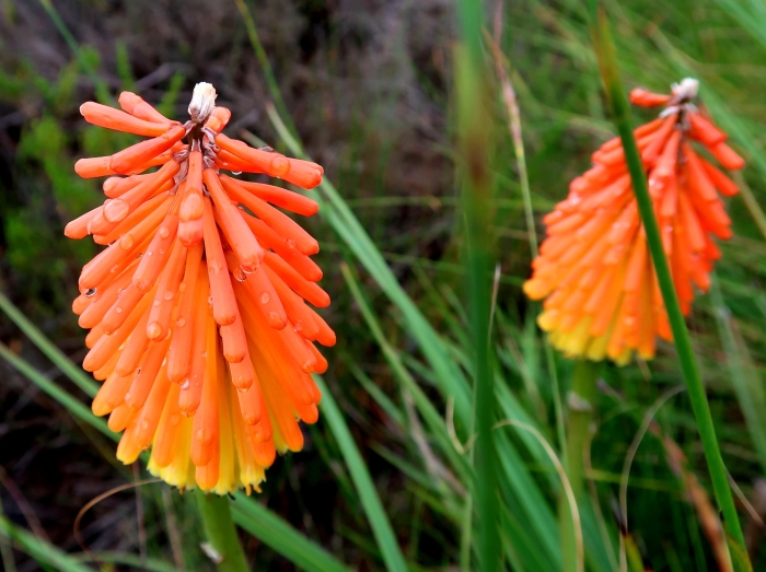 Kniphofia uvaria image