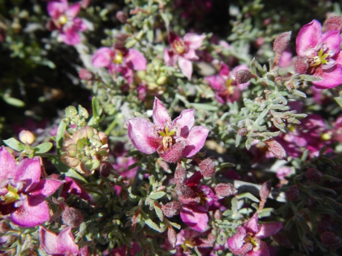 Krameria erecta image