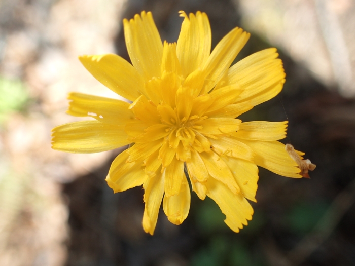 Krigia biflora image