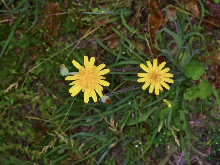 Krigia dandelion image