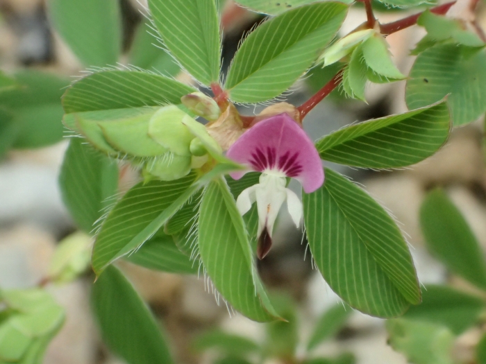 Kummerowia stipulacea image