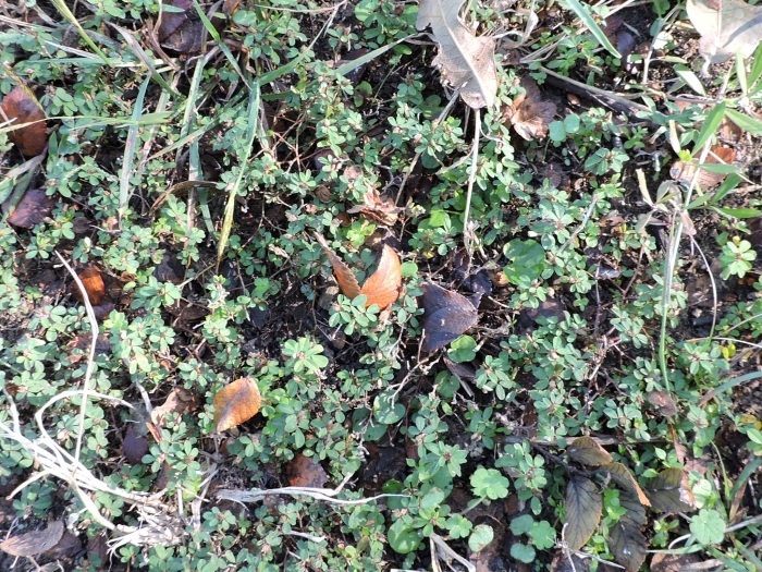 Kummerowia striata image