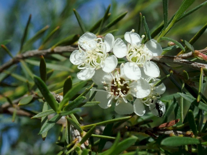Kunzea ericoides image