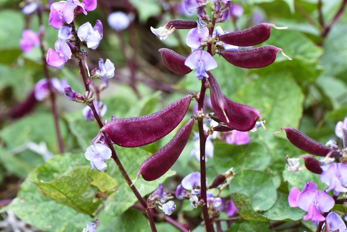 Lablab purpureus image