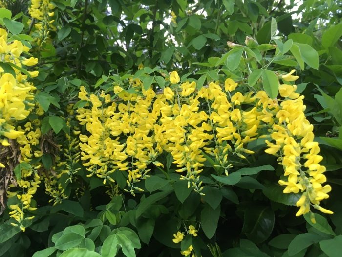 Laburnum anagyroides image