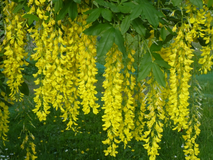 Laburnum ×watereri image
