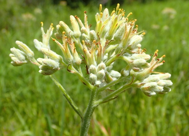 Lachnanthes caroliana image