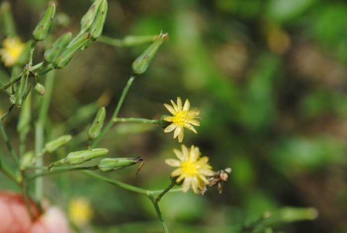 Lactuca canadensis image