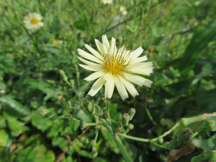 Lactuca indica image