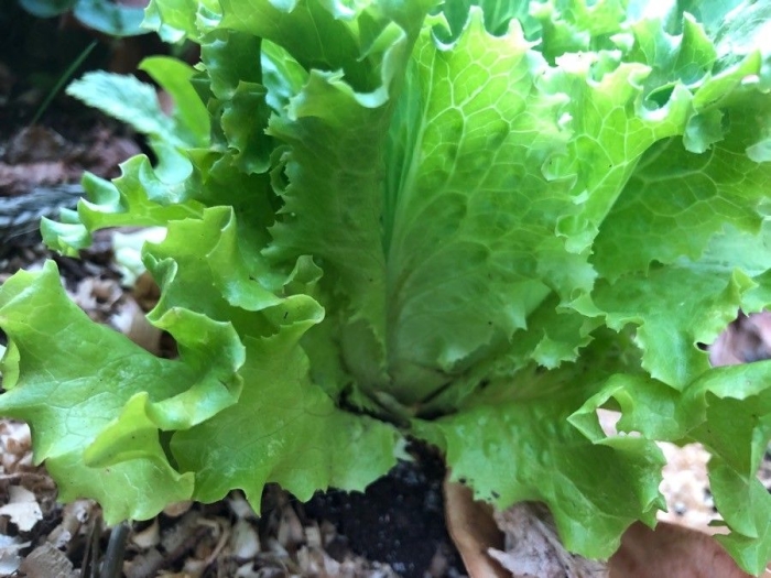 Lactuca sativa image
